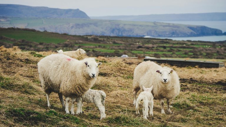 picture of sheep and lambs in country landscape