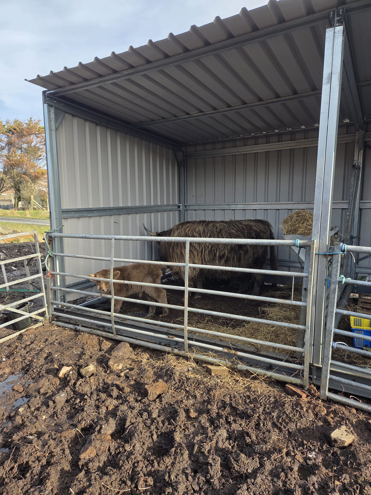 animal field shelter