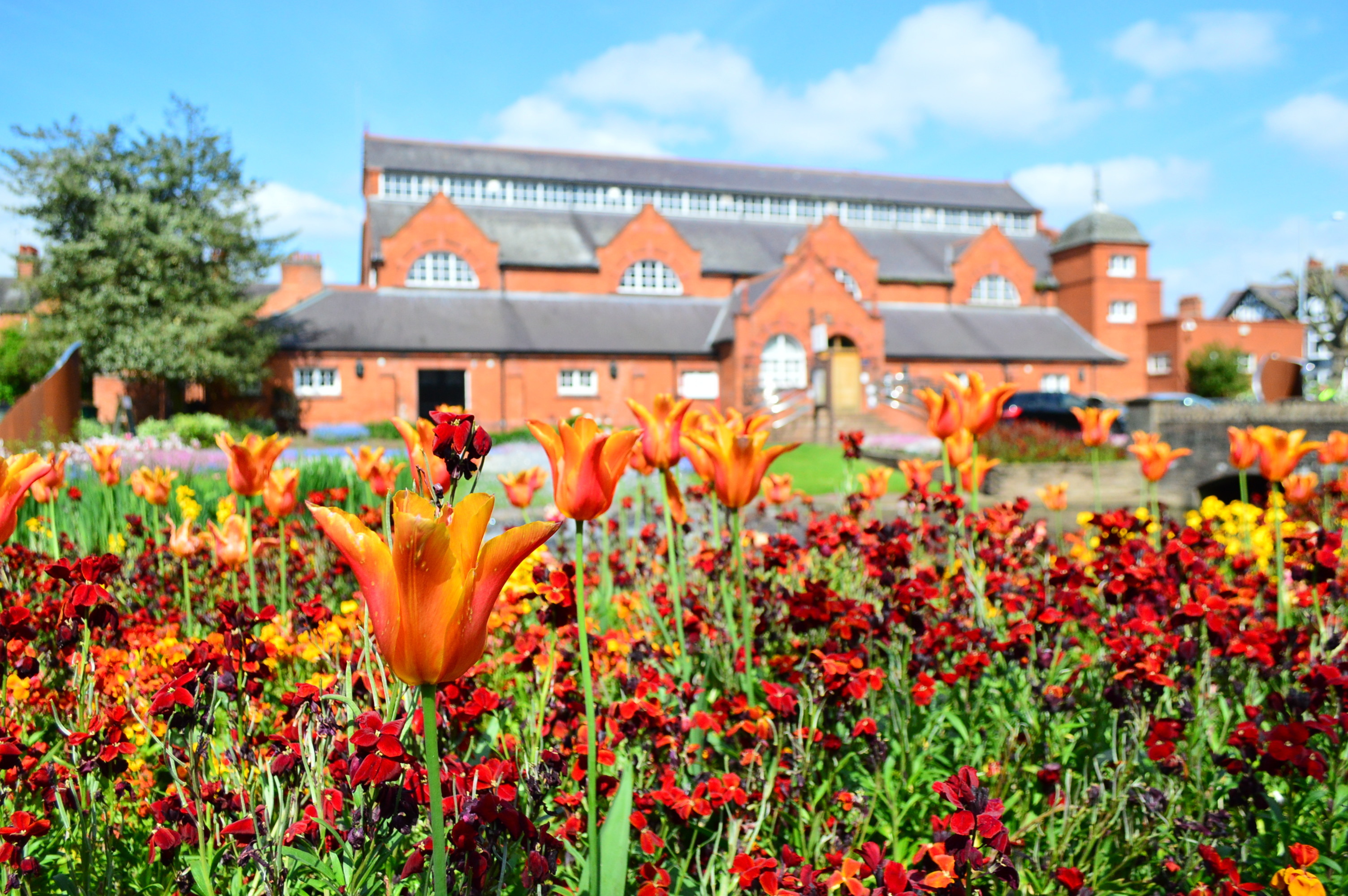 lilies in Loughborough